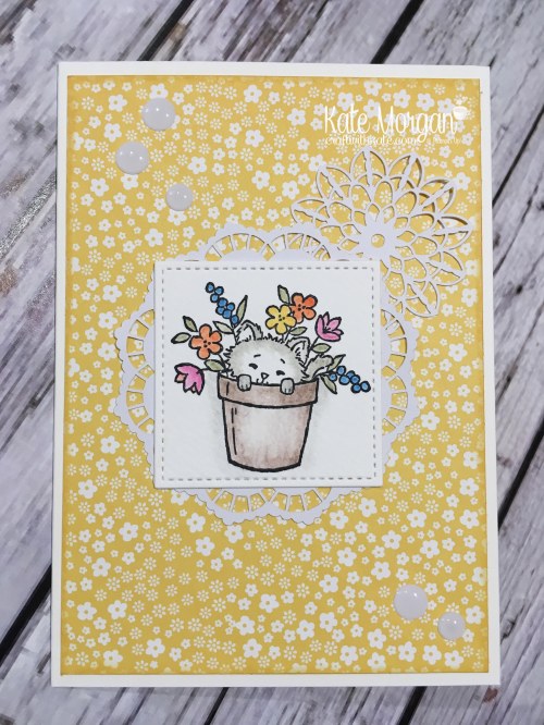 Pretty Kitty by Kate Morgan, Independent Stampin Up demonstrator, Australia